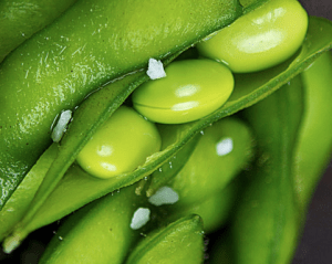 haricots verts 2014-02-06 à 14.38.26