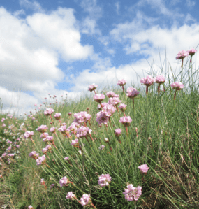 fleurs roses et ciel carré